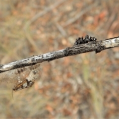 Sandalodes scopifer at Dunlop, ACT - 3 Apr 2018 09:24 AM