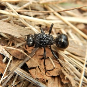 Bothriomutilla rugicollis at Mount Painter - 3 Apr 2018 10:12 AM