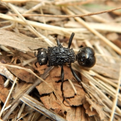 Bothriomutilla rugicollis (Mutillid wasp or velvet ant) at Mount Painter - 3 Apr 2018 by CathB