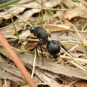 Bothriomutilla rugicollis at Mount Painter - 3 Apr 2018 10:12 AM