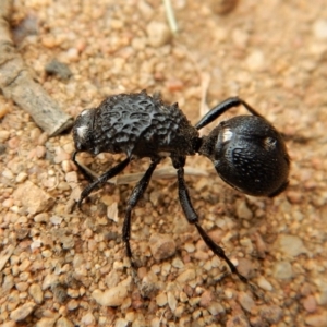 Bothriomutilla rugicollis at Mount Painter - 3 Apr 2018 10:12 AM