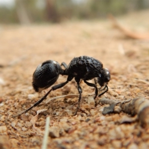 Bothriomutilla rugicollis at Mount Painter - 3 Apr 2018