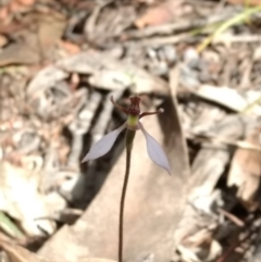 Eriochilus cucullatus (Parson's Bands) at Tennent, ACT - 3 Apr 2018 by MattM
