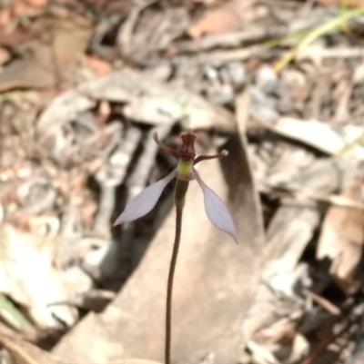 Eriochilus cucullatus (Parson's Bands) at Tennent, ACT - 3 Apr 2018 by MattM