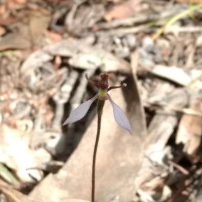 Eriochilus cucullatus (Parson's Bands) at Tennent, ACT - 2 Apr 2018 by MattM