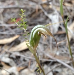 Diplodium ampliatum (Large Autumn Greenhood) at Tennent, ACT - 2 Apr 2018 by MattM