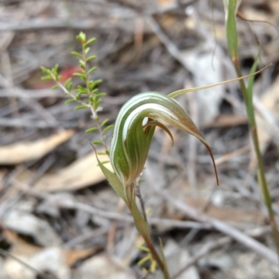 Diplodium ampliatum (Large Autumn Greenhood) at Tennent, ACT - 3 Apr 2018 by MattM