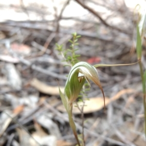 Diplodium ampliatum at Tennent, ACT - suppressed