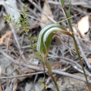 Diplodium ampliatum at Tennent, ACT - suppressed