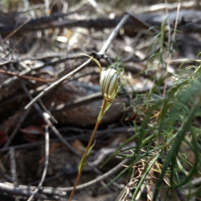 Diplodium ampliatum (Large Autumn Greenhood) at Tennent, ACT - 3 Apr 2018 by MattM