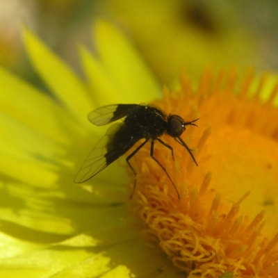 Geron nigralis (Slender bee fly) at ANBG - 1 Apr 2018 by MatthewFrawley