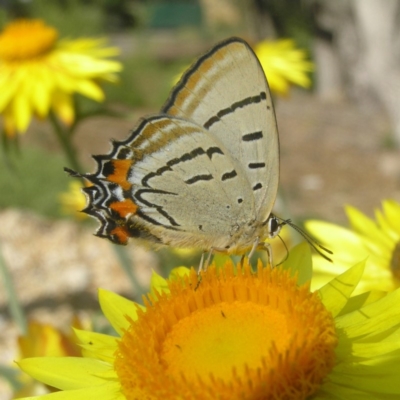 Jalmenus evagoras (Imperial Hairstreak) at Acton, ACT - 1 Apr 2018 by MatthewFrawley