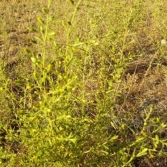 Dittrichia graveolens (Stinkwort) at Isaacs, ACT - 3 Apr 2018 by Mike