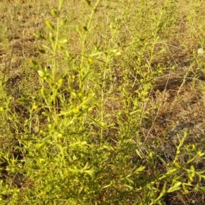 Dittrichia graveolens at Isaacs, ACT - 3 Apr 2018 05:17 PM