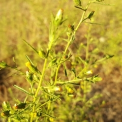 Dittrichia graveolens at Isaacs, ACT - 3 Apr 2018