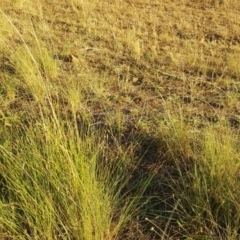 Eragrostis curvula (African Lovegrass) at Isaacs, ACT - 3 Apr 2018 by Mike