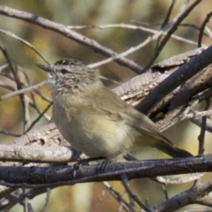 Acanthiza chrysorrhoa (Yellow-rumped Thornbill) at Mount Ainslie - 2 Apr 2018 by jb2602