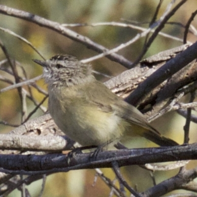 Acanthiza chrysorrhoa (Yellow-rumped Thornbill) at Mount Ainslie - 2 Apr 2018 by jb2602