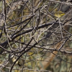 Acanthiza chrysorrhoa at Majura, ACT - 2 Apr 2018