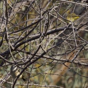 Acanthiza chrysorrhoa at Majura, ACT - 2 Apr 2018