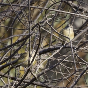 Acanthiza chrysorrhoa at Majura, ACT - 2 Apr 2018