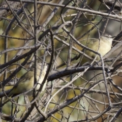 Acanthiza chrysorrhoa at Majura, ACT - 2 Apr 2018