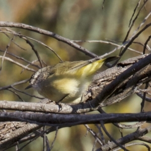 Acanthiza chrysorrhoa at Majura, ACT - 2 Apr 2018