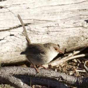 Malurus cyaneus at Majura, ACT - 2 Apr 2018 05:58 PM