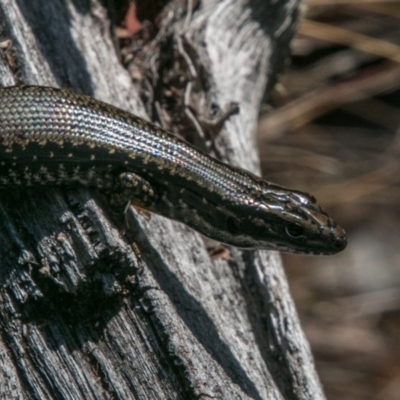 Eulamprus heatwolei (Yellow-bellied Water Skink) at Cotter River, ACT - 2 Apr 2018 by SWishart