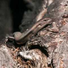 Pseudemoia entrecasteauxii (Woodland Tussock-skink) at Cotter River, ACT - 2 Apr 2018 by SWishart