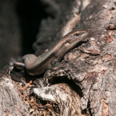 Pseudemoia entrecasteauxii (Woodland Tussock-skink) at Cotter River, ACT - 1 Apr 2018 by SWishart