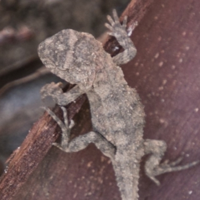 Rankinia diemensis (Mountain Dragon) at Namadgi National Park - 2 Apr 2018 by SWishart