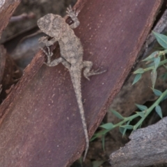 Rankinia diemensis at Cotter River, ACT - 2 Apr 2018