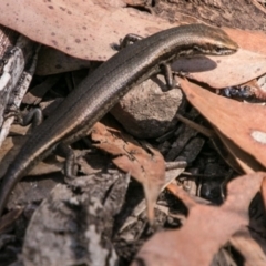 Pseudemoia entrecasteauxii (Woodland Tussock-skink) at Cotter River, ACT - 2 Apr 2018 by SWishart