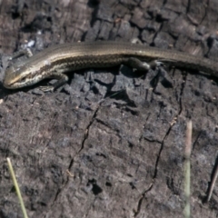 Pseudemoia entrecasteauxii (Woodland Tussock-skink) at Cotter River, ACT - 2 Apr 2018 by SWishart