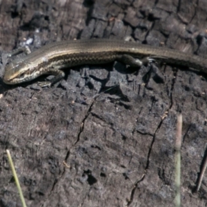 Pseudemoia entrecasteauxii at Cotter River, ACT - 2 Apr 2018 02:03 PM