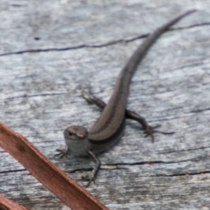 Lampropholis guichenoti at Cotter River, ACT - 2 Apr 2018