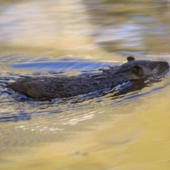 Hydromys chrysogaster (Rakali or Water Rat) at ANU Dickson Precinct - 14 May 2016 by AlisonMilton