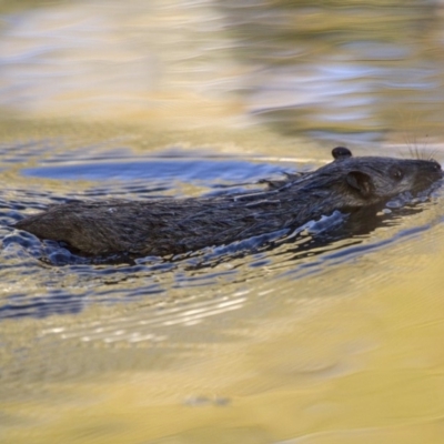 Hydromys chrysogaster (Rakali or Water Rat) at Sullivans Creek, Acton - 14 May 2016 by AlisonMilton