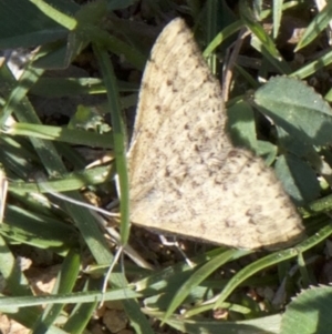 Scopula rubraria at Ainslie, ACT - 2 Apr 2018