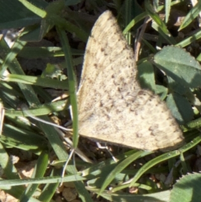 Scopula rubraria (Reddish Wave, Plantain Moth) at Mount Ainslie - 2 Apr 2018 by jb2602