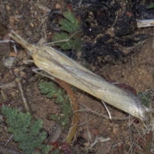 Hednota species near grammellus at Hackett, ACT - 2 Apr 2018