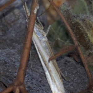 Hednota species near grammellus at Hackett, ACT - 2 Apr 2018