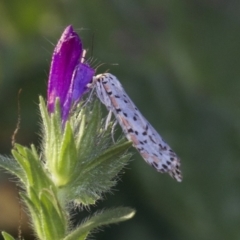 Utetheisa pulchelloides (Heliotrope Moth) at Hackett, ACT - 2 Apr 2018 by jbromilow50