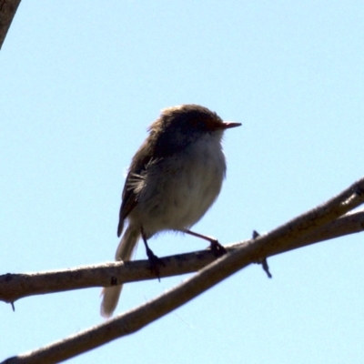 Malurus cyaneus (Superb Fairywren) at Fyshwick, ACT - 27 Mar 2018 by jb2602