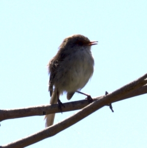 Malurus cyaneus at Fyshwick, ACT - 27 Mar 2018