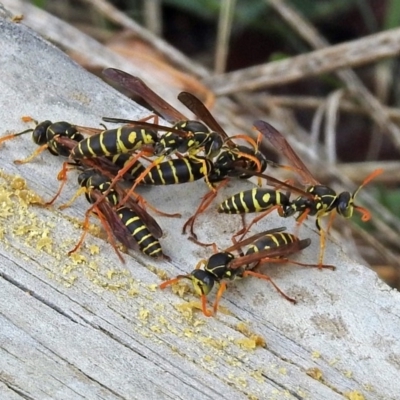 Polistes (Polistes) chinensis (Asian paper wasp) at Jerrabomberra Wetlands - 3 Apr 2018 by RodDeb