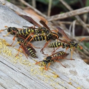 Polistes (Polistes) chinensis at Fyshwick, ACT - 3 Apr 2018