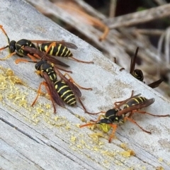 Polistes (Polistes) chinensis at Fyshwick, ACT - 3 Apr 2018 12:35 PM