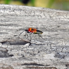 Dindymus versicolor (Harlequin Bug) at Fyshwick, ACT - 3 Apr 2018 by RodDeb